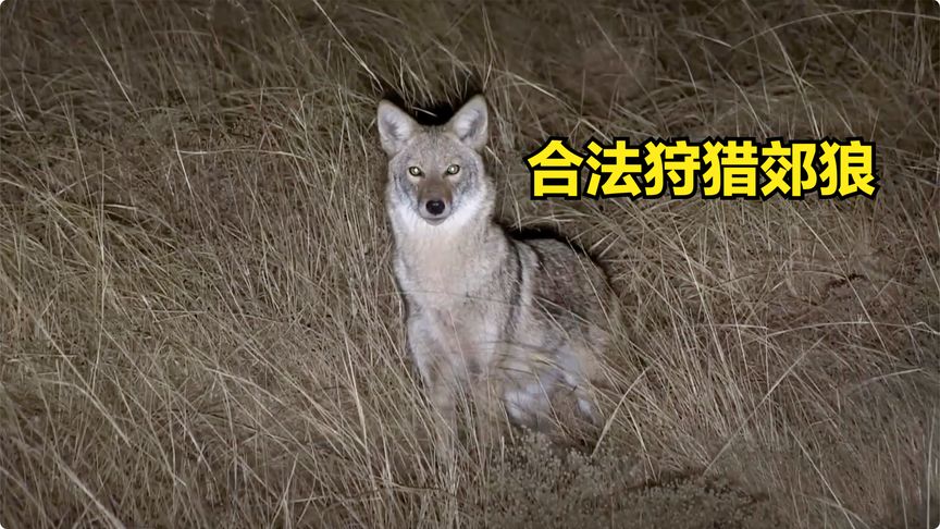国外郊狼泛滥成灾，猎人一口气消灭几十只，最后还有意外收获！